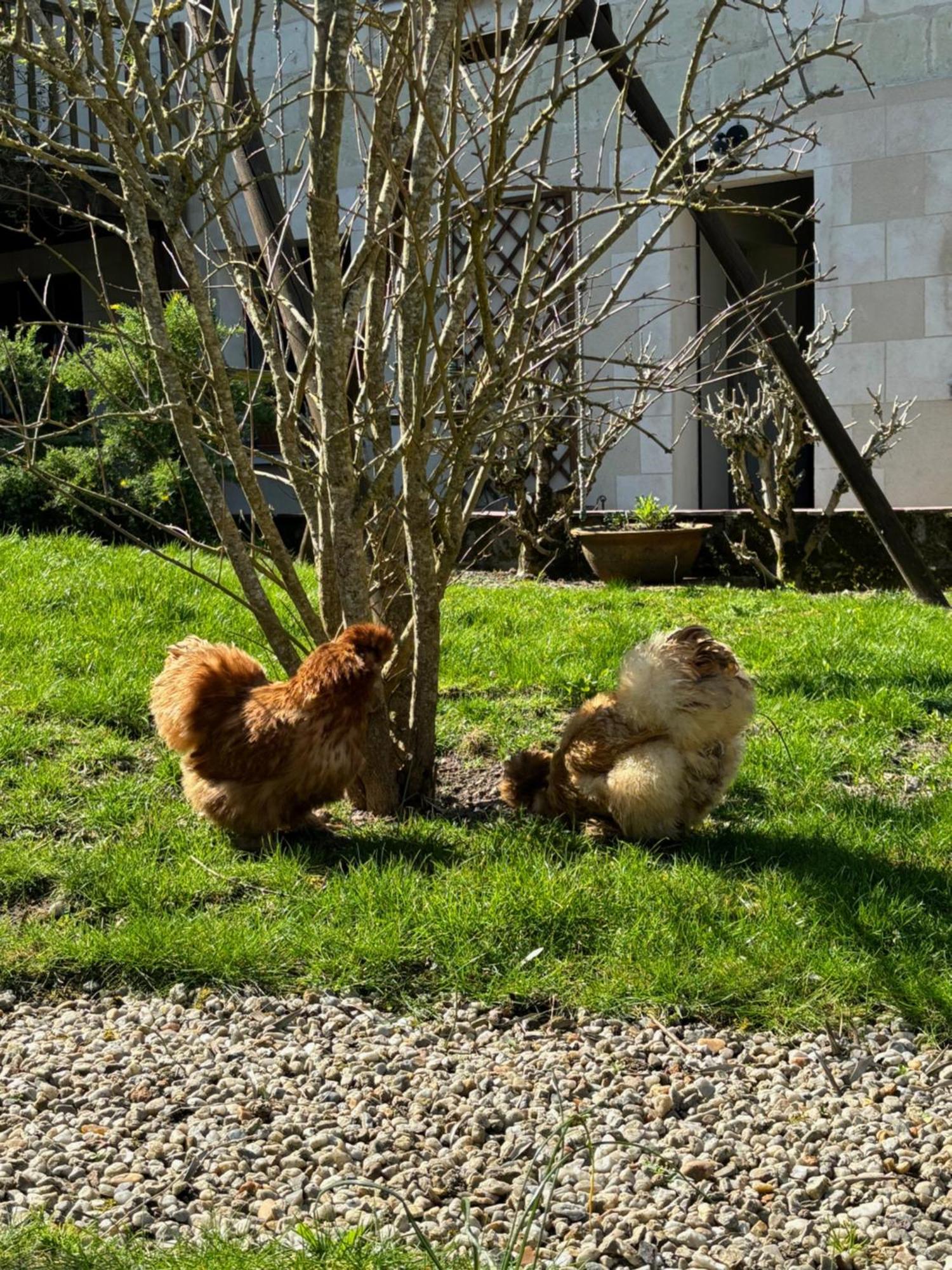 Le Petit Hureau Saumur Ngoại thất bức ảnh